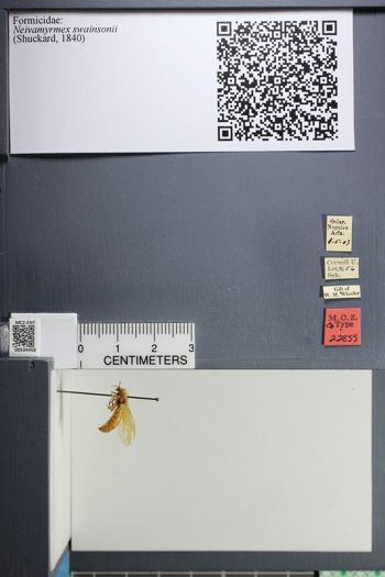 Media type: image;   Entomology 534458